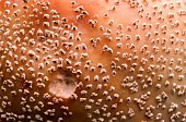 Blusher (Amanita rubescens) close-up, Lorraine, France