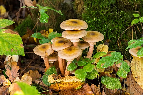 Honey_mushroom_Armillaria_mellea_on_a_stump_Lorraine_France