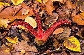 Devils claw fungus (Clathrus archeri) formerly (Anthurus archeri), Atton, Lorraine, France