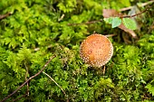 Blusher (Amanita rubescens), Forêt de la Reine, Lorraine, France