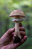 Blusher (Amanita rubescens) handheld, Forêt de la Reine, Lorraine, France