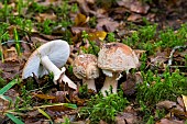 Blusher (Amanita rubescens), Forêt de la Reine, Lorraine, France