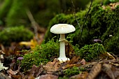 False Deathcap (Amanita citrina), Forêt de la Reine, Lorraine, France