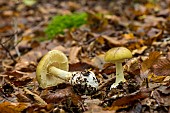 Death Cap (Amanita phalloides), Forêt de la Reine, Lorraine, France