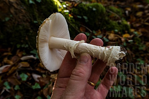 Ring_volva_and_lamellae_of_the_Amanita_pantherina_Bellefontaine_valley_Lorraine_France