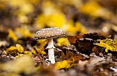 Panther mushroom (Amanita pantherina), undergrowth, Forêt de la Reine, Lorraine,France