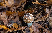 Panther mushroom (Amanita pantherina), undergrowth, Forêt de la Reine, Lorraine,France