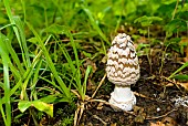 Panther mushroom (Amanita pantherina), Lorraine,France