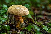 Lurid Bolete (Boletus luridus), Forêt de la Reine, Lorraine, France