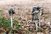 Shaggy ink cap (Coprinus comatus) towards the Rondinara, Corsica, France