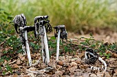 Shaggy ink cap (Coprinus comatus) towards the Rondinara, Corsica, France