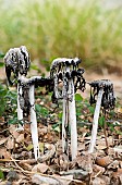 Shaggy ink cap (Coprinus comatus) towards the Rondinara, Corsica, France