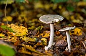 Stubble Rosegill (Volvopluteus gloiocephalus) on dead leaves, Atton, Lorraine, France