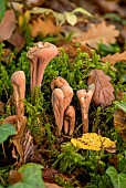 Club Coral (Clavariadelphus pistillaris) in moss, Forêt de la Reine, Lorraine, France