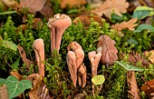 Club Coral (Clavariadelphus pistillaris) in moss, Forêt de la Reine, Lorraine, France