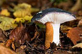 Dusky arion (Arion subfuscus) on a Russula (Russula sp), Forêt de la Reine, Lorraine, France