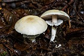 False Deathcap (Amanita citrina), Forêt de la Reine, Lorraine, France