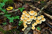 Sulphur Tuft (Hypholoma fasciculare), saprophytic lignicolous fungus, Forêt de la Reine, Lorraine, France