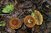 Webcap (Cortinarius sordescentipes), probable determination, Forêt de la Reine, Lorraine, France