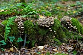 Lignicolous saprophytic fungi on a stump, to be determined, Forêt de la Reine, Lorraine, France