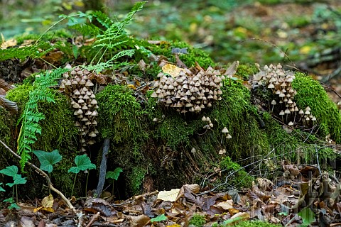 Lignicolous_saprophytic_fungi_on_a_stump_to_be_determined_Fort_de_la_Reine_Lorraine_France