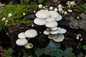Porcelain mushroom (Oudemansiella mucida), Forêt de la Reine, Lorraine, France