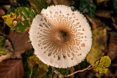 Parasol mushroom (Macrolepiota procera) in forest, Bouxières aux Dames, Lorraine, France