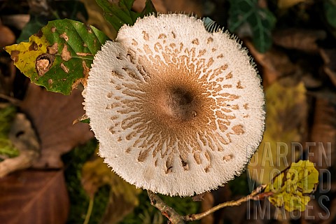 Parasol_mushroom_Macrolepiota_procera_in_forest_Bouxires_aux_Dames_Lorraine_France