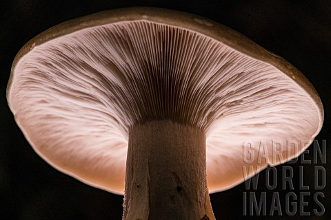 Closeup_of_a_basidiomycota_mushroom_detail_of_the_lamellae_Bouxires_aux_dames_Lorraine_France