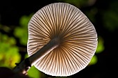 Ivory Woodwax (Hygrophorus eburneus), Lamellae, Lorraine, France