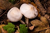 Ivory Woodwax (Hygrophorus eburneus), dead leaves, Lorraine, France