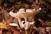 Ivory Woodwax (Hygrophorus eburneus), dead leaves, Lorraine, France