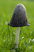 Shaggy ink cap (Coprinus comatus)