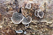 Hairy Oysterling (Resupinatus trichotis) on dead wood, wood-living fungus, Bouxières aux Dames, Lorraine, France