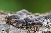 Hairy Oysterling (Resupinatus trichotis) on dead wood, wood-living fungus, Bouxières aux Dames, Lorraine, France