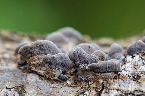 Hairy_Oysterling_Resupinatus_trichotis_on_dead_wood_woodliving_fungus_Bouxires_aux_Dames_Lorraine_Fr