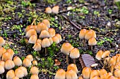 Mica ink-cap (Coprinellus micaceus) on dead wood in winter, Nancy Botanical Garden (Montet), Lorraine, France