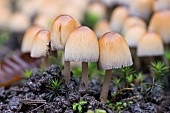 Mica ink-cap (Coprinellus micaceus), Nancy botanical garden, Montet, Lorraine, France