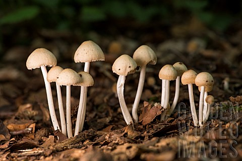Clump_of_white_mushrooms_in_the_forest_Bouxires_aux_Dames_Lorraine_France