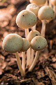 Clump of white mushrooms in the forest, Bouxières aux Dames, Lorraine, France