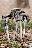 Shaggy ink cap (Coprinus comatus) towards the Rondinara, Corsica, France