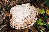 True tinder polypore (Fomes fomentarius) multi-annual rings, on dead tree on the ground, Forêt de la Reine, Lorraine, France