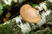 Common Birch Bracket (Piptoporus betulinus) on birch trunk, Forêt de la Reine, Lorraine, France