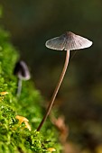 Bitter bonnet (Mycena erubescens) on a mossy trunk, Atton, Lorraine, France