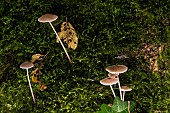 Bitter bonnet (Mycena erubescens) on a mossy trunk, Atton, Lorraine, France