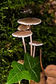 Bitter bonnet (Mycena erubescens) on a mossy trunk, Atton, Lorraine, France