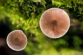 Bitter bonnet (Mycena erubescens) on a mossy trunk, Atton, Lorraine, France