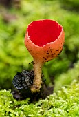 Scarlet cup fungus (Sarcoscypha coccinea), resurgence of the Arot, Pierre-la-Treiche, Lorraine, France