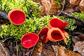 Scarlet cup fungus (Sarcoscypha coccinea), resurgence of the Arot, Pierre-la-Treiche, Lorraine, France