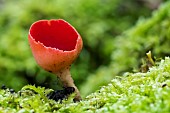 Scarlet cup fungus (Sarcoscypha coccinea), resurgence of the Arot, Pierre-la-Treiche, Lorraine, France